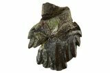 Fossil Nodosaur Tooth - Judith River Formation #314561-1